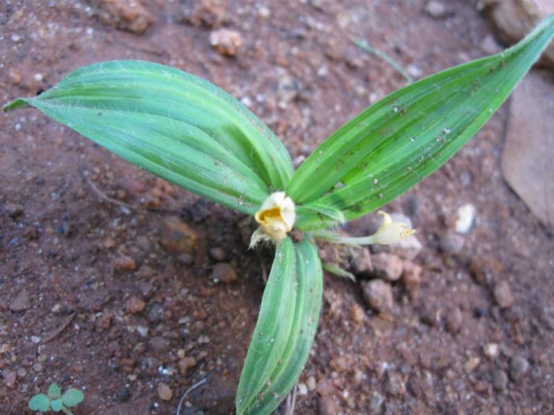 Nilapana-Curculigo orchioides.